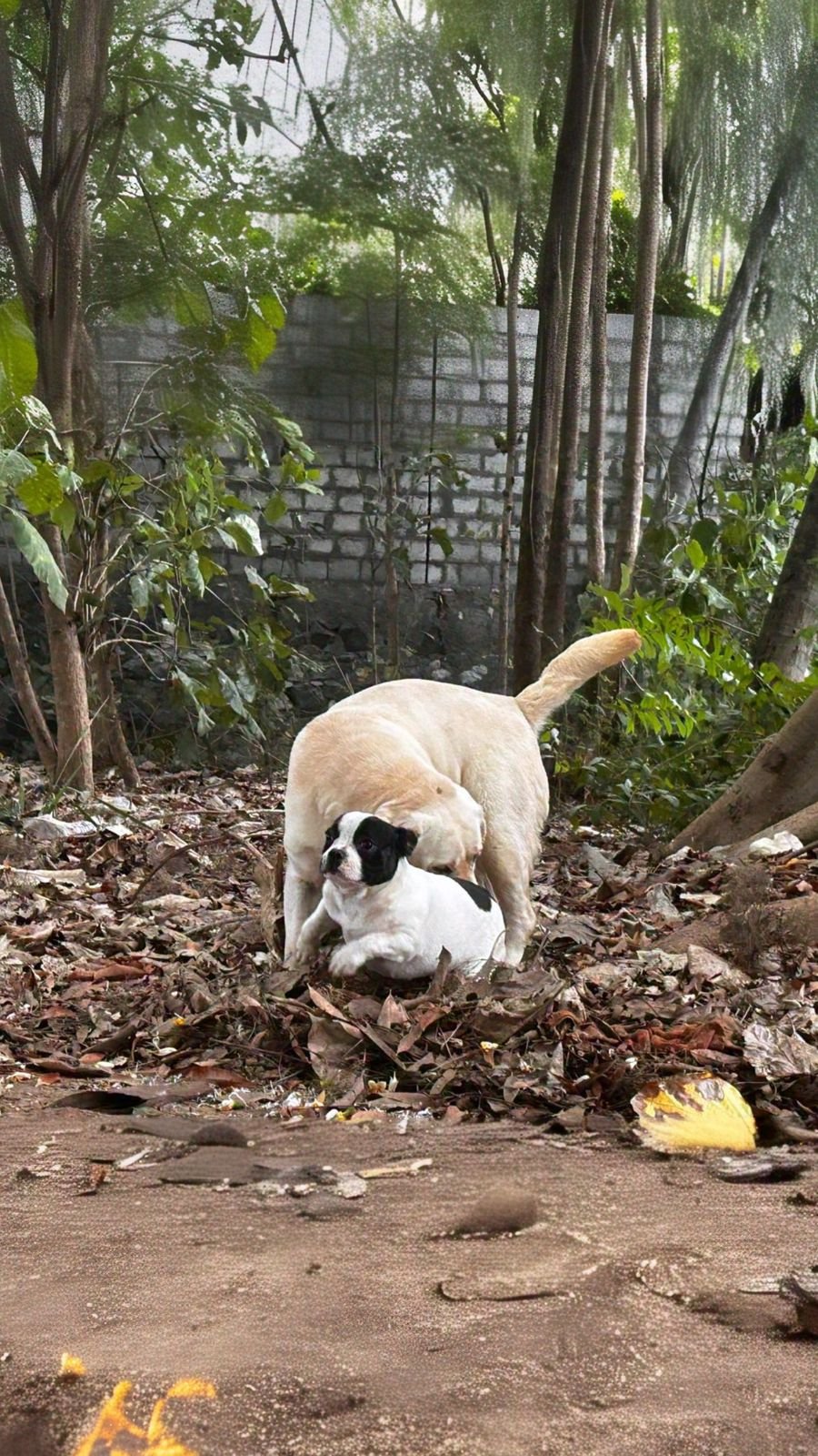 Professional dog training session